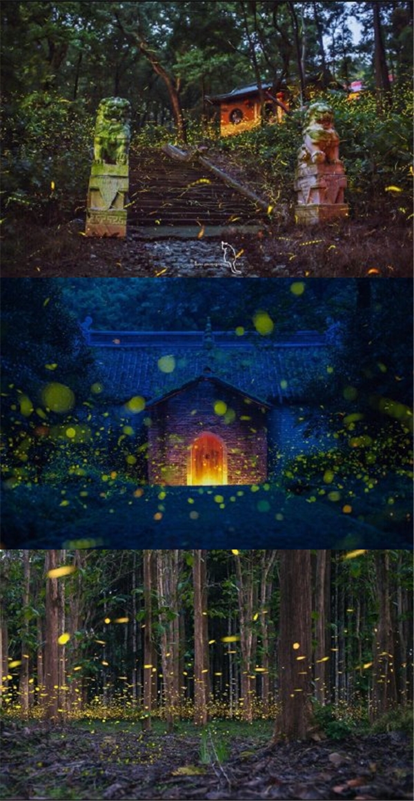 靈谷寺螢火蟲搭配消暑雪糕乳化機【鈺翔機械】